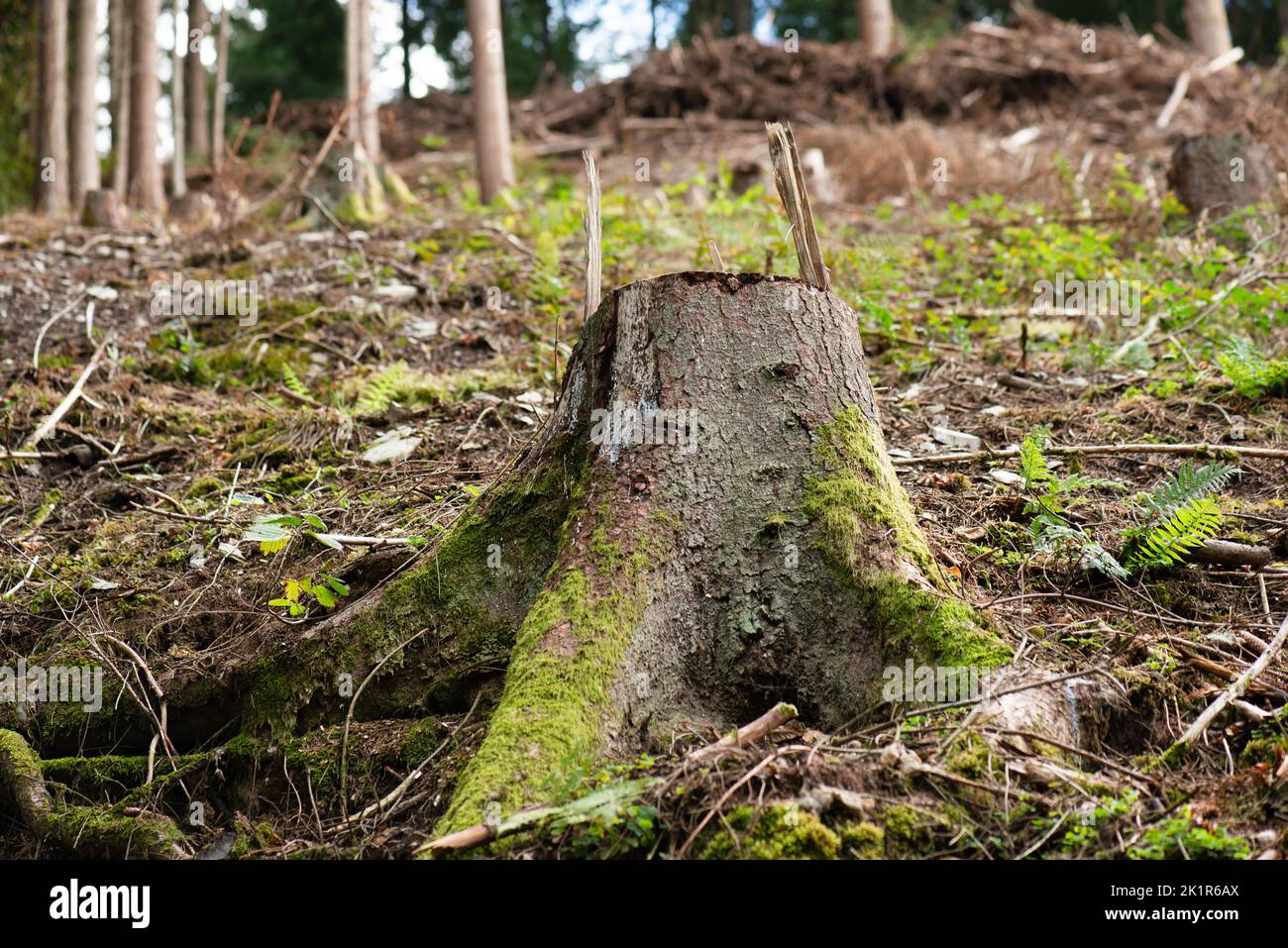 Wald in Deutschland, abgehauen Baum, ausgetrockneter Boden nach Hitzewelle im Sommer, globale Erwärmung und Klimawandel, Umweltschäden Stockfoto