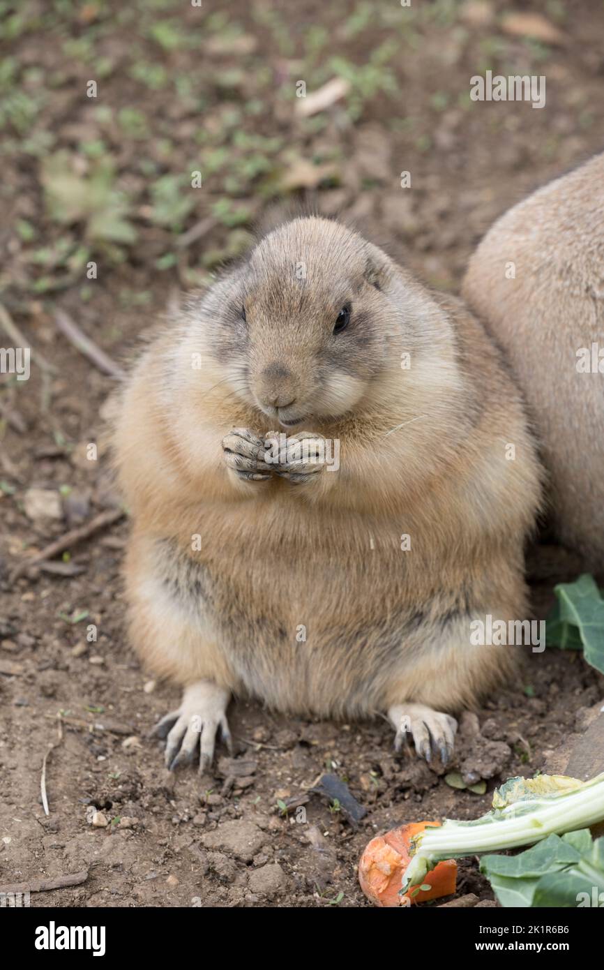 Single Black-tailed Prairie Dog Cynomys ludovicianus sitzend im Cotswold Wildflie Park, Burford, Großbritannien Stockfoto