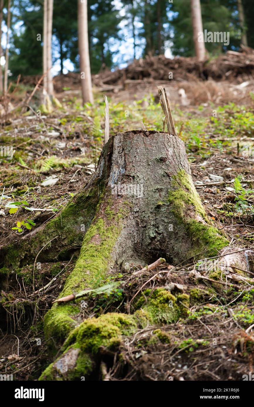 Wald in Deutschland, abgehauen Baum, ausgetrockneter Boden nach Hitzewelle im Sommer, globale Erwärmung und Klimawandel, Umweltschäden Stockfoto
