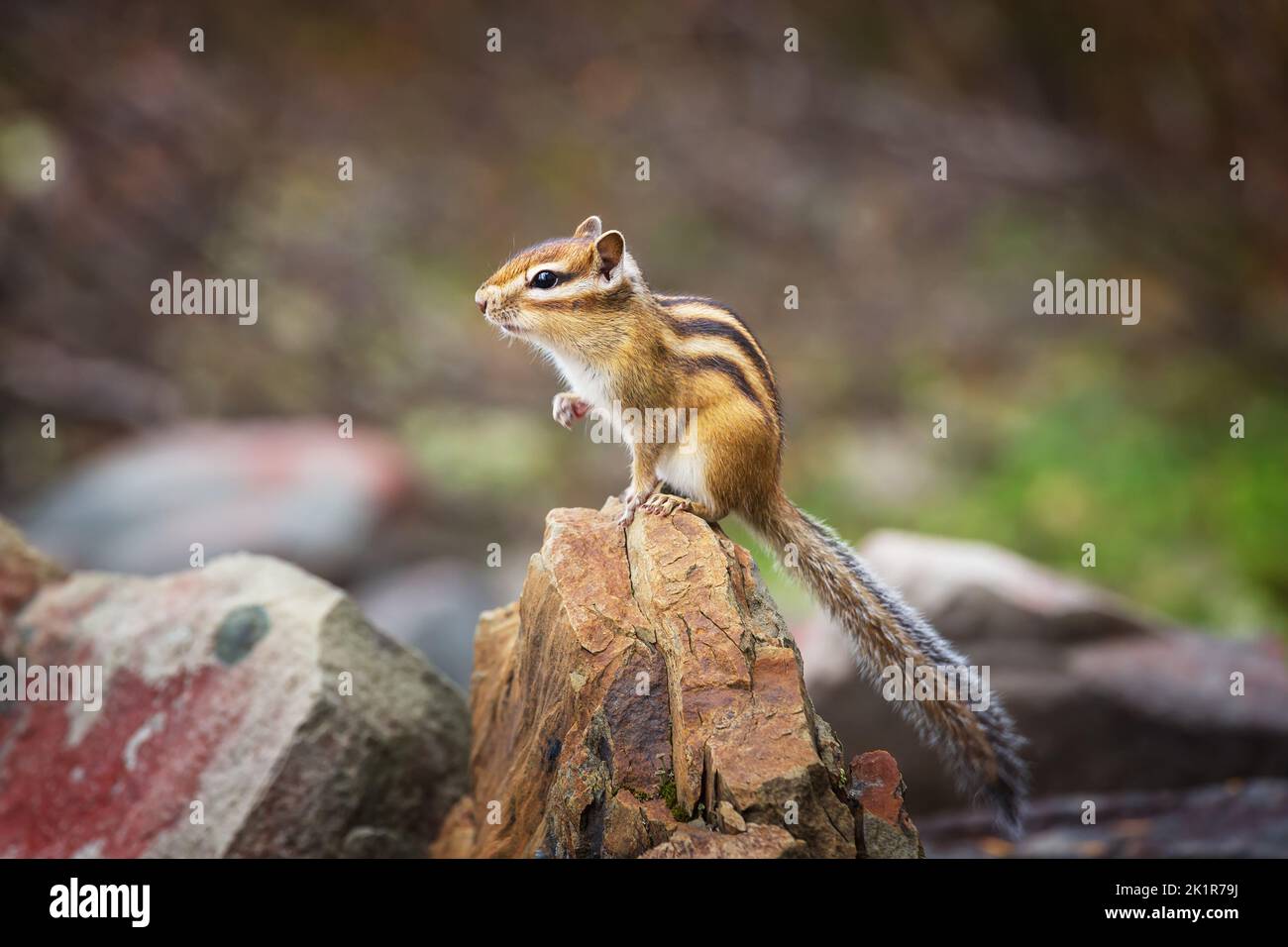 Ein warner Chipmunk sitzt auf einem Stein. Nahaufnahme Stockfoto