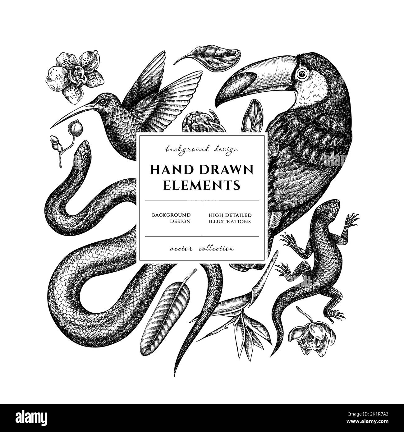 Quadratische Karte mit tropischen Tieren oder Einladungsdesign. Rahmendesign mit Schlange, Eidechse, Kolibri, Tukan, strelitzia, protea, panaenopsis. Stock Vektor