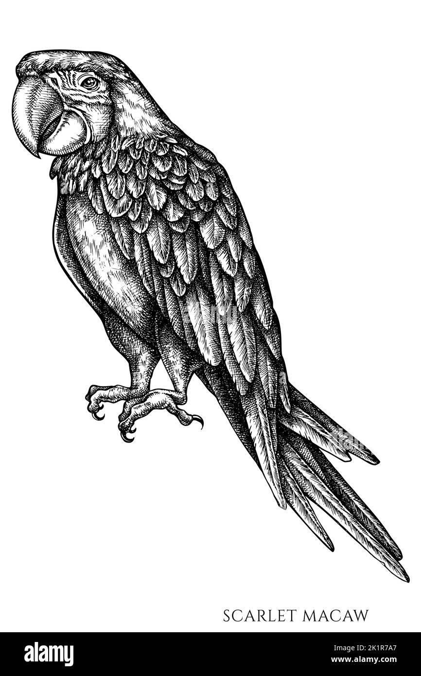 Tropische Tiere Vintage Vektor Illustrationen Kollektion. Schwarz-weißer scharlachrote Aras. Stock Vektor
