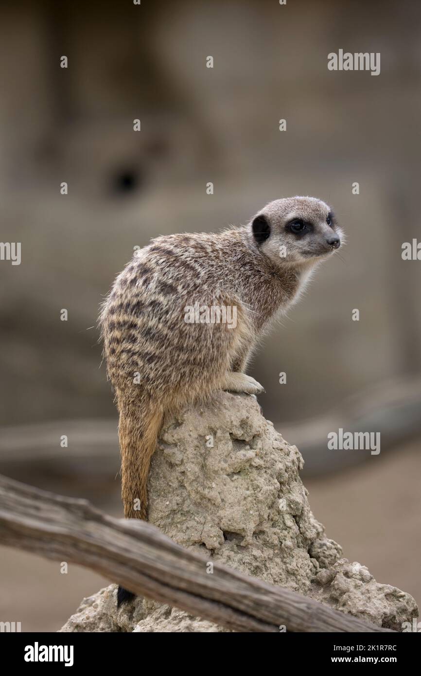 Single Erdmännchen oder suricate Suricata suricatta, sitzt auf toten Zweig Cotswold Wildflie Park, Burford, Großbritannien Stockfoto