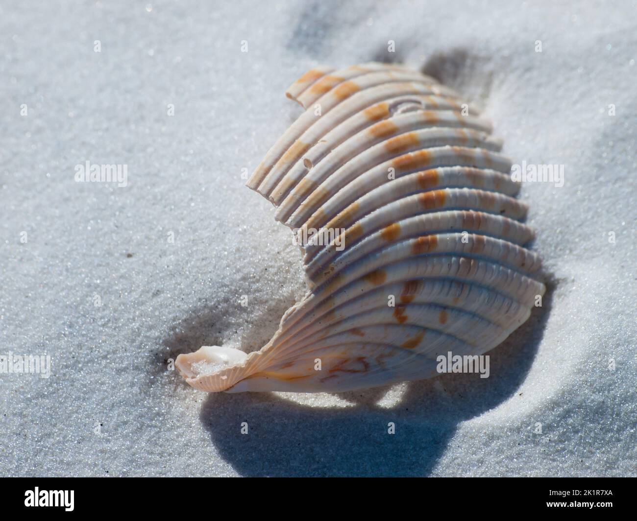 Schale Stockfoto