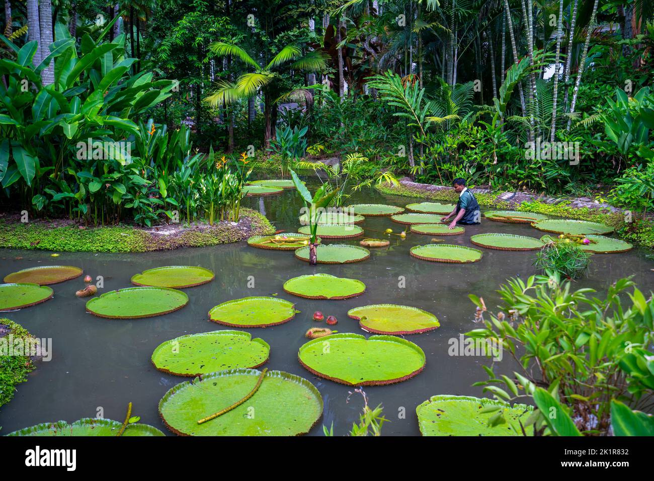 Gärtner reinigt Wasserlilien im Teich des Botanischen Gartens von Singapur, der 1859 gegründet wurde und 82 Hektar umfasst. Stockfoto