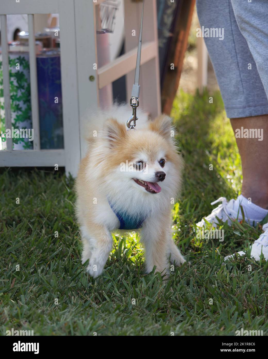 Porträt von niedlichen pommerschen Hund im Park oder Veranstaltung Stockfoto
