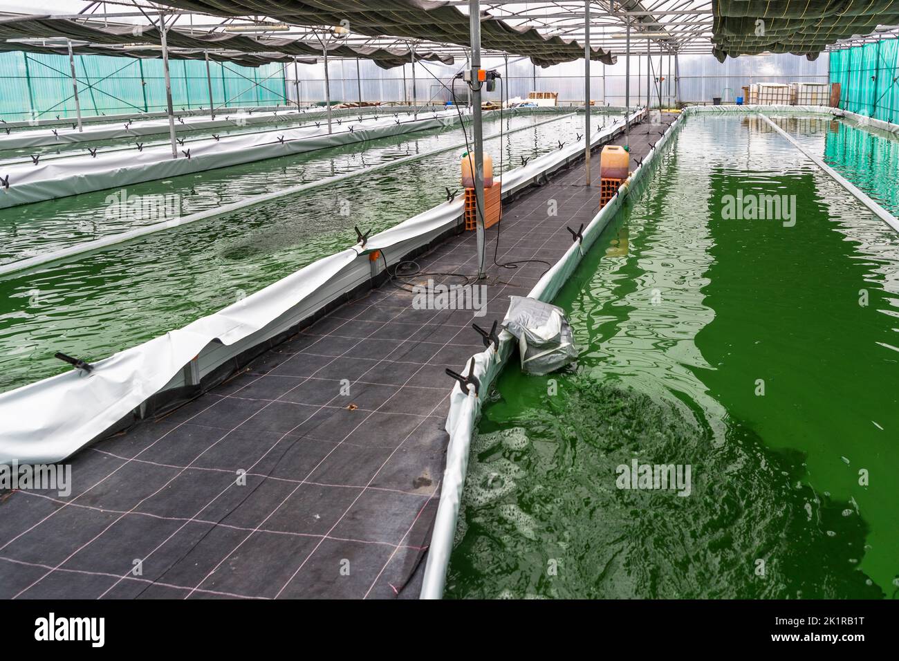 Blue Spirulina Algen, sind CyanoBakterien, die in Pointe d'Argent im