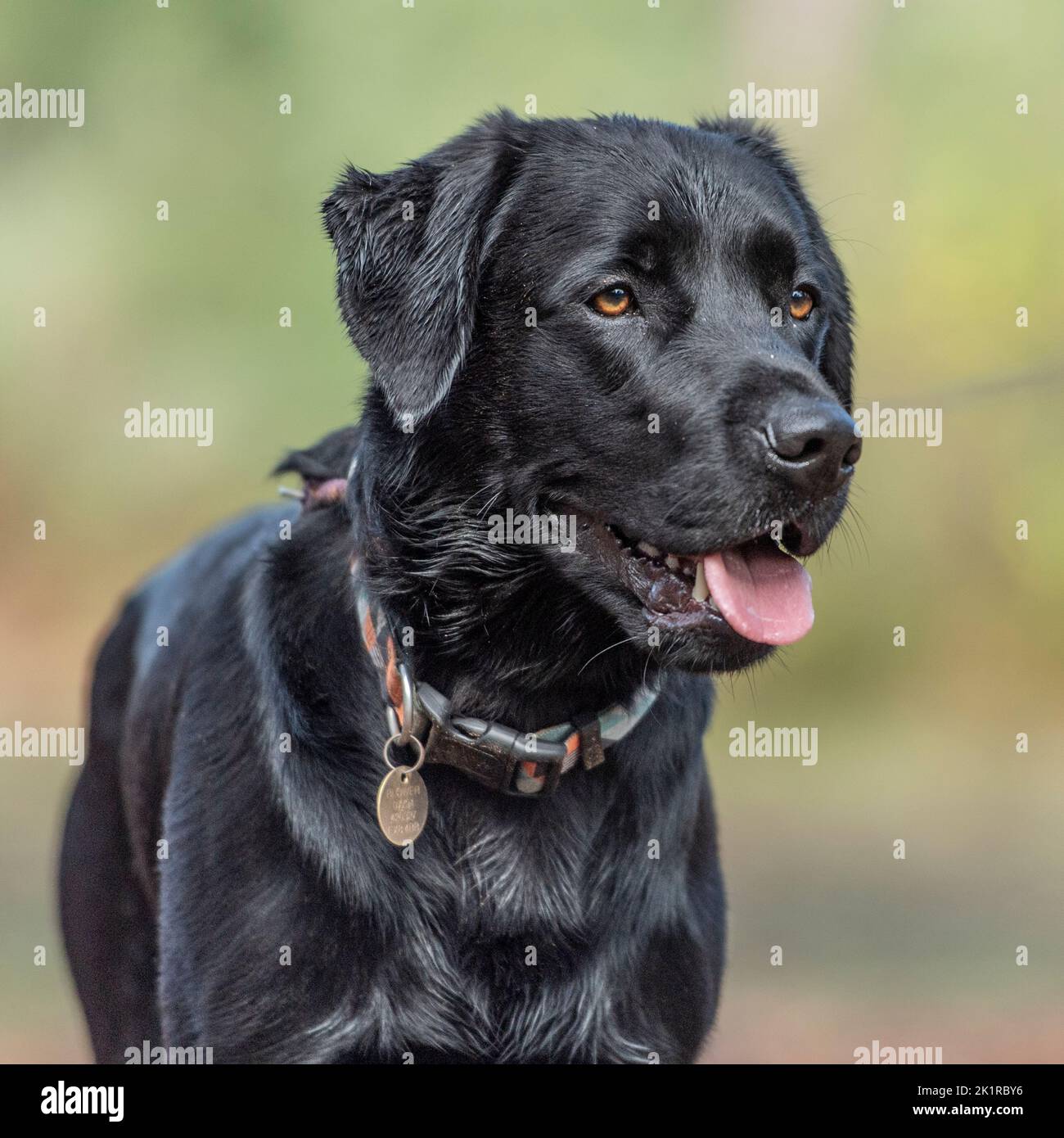 Labrador Retriever, schwarz Stockfoto