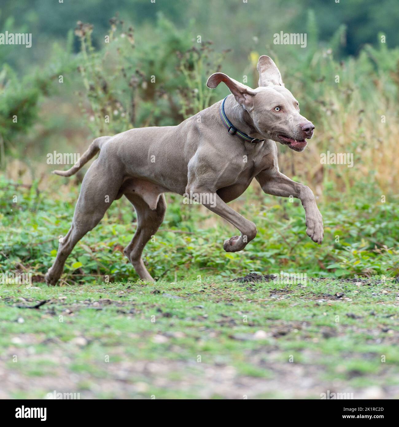 Weimaraner-Hund Stockfoto