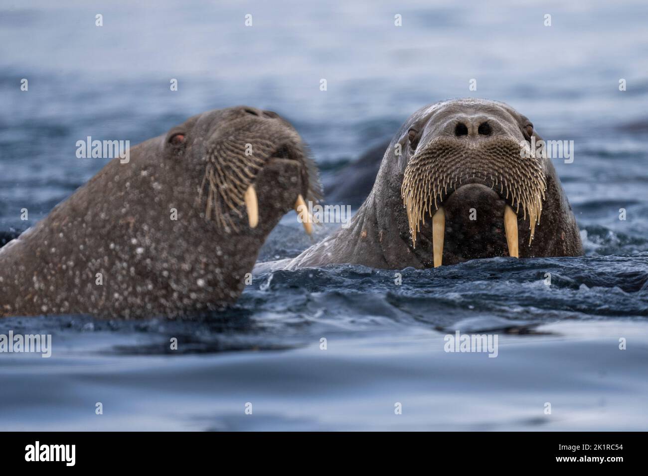 Atlantischer Walross (Odobenus rosmarus). Dieser große, gesellige Verwandte der Dichtung hat Stoßzähne, die bis zu einem Meter lang sein können. Sowohl das Männchen (Bullen) als auch Stockfoto