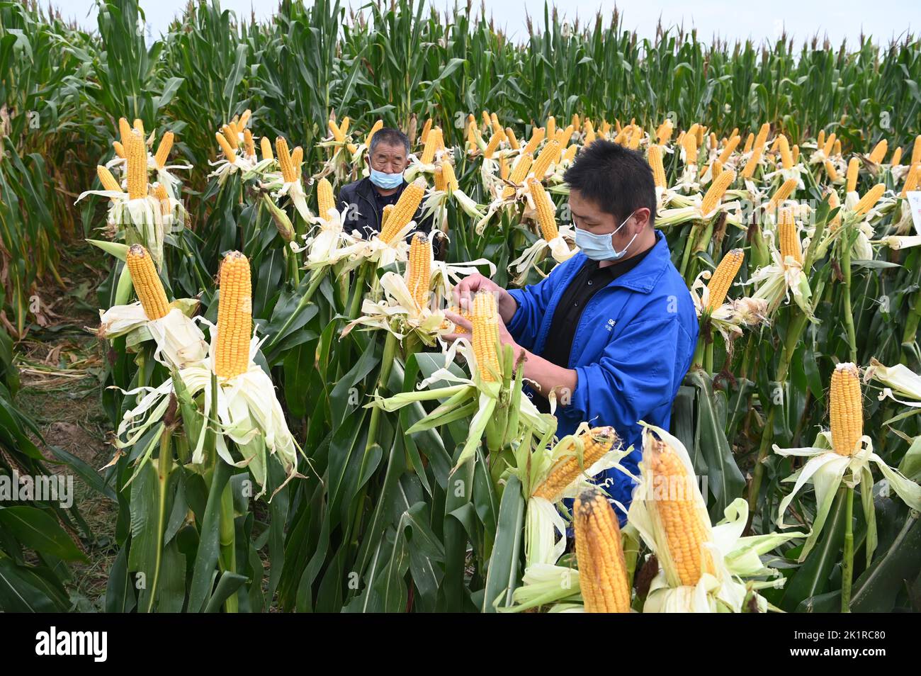 LIAOCHENG, CHINA - 20. SEPTEMBER 2022 - Getreidezüchter beobachten das Wachstum verschiedener Maissorten an einer Schaubasis verbesserter Maissorten i Stockfoto