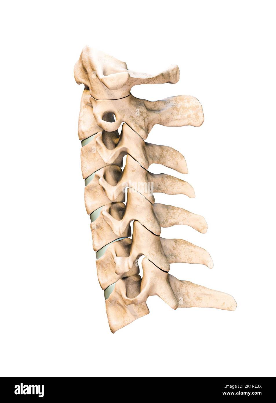 Laterale oder Profilansicht der sieben menschlichen Halswirbel isoliert auf weißem Hintergrund 3D Rendering Illustration. Anatomie, Osteologie, leere Medica Stockfoto