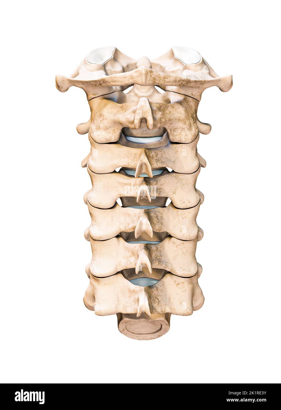 Hintere oder hintere Ansicht der sieben menschlichen Halswirbel, isoliert auf weißem Hintergrund, 3D Darstellung. Anatomie, Osteologie, leer Stockfoto