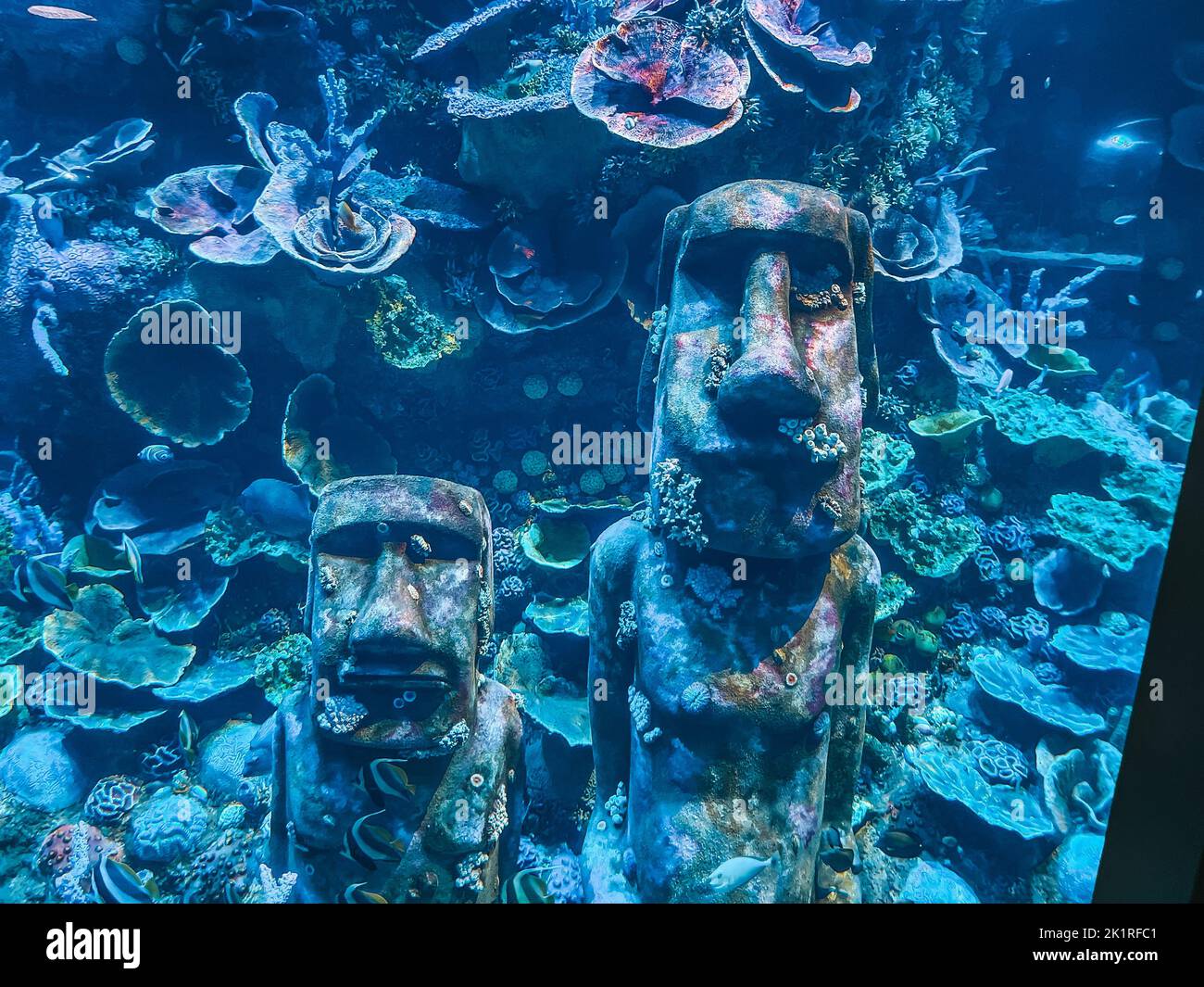 Unterwasserwelt - erstaunliche Wasserleben und Tiere - mehrere Fischarten - Salzwasser-Korallenriff Stockfoto