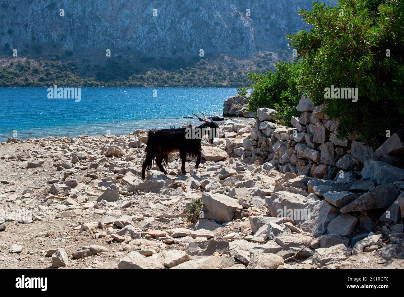 Neugierige Ziegen. Wilde Ziege am Strand. Ziegen typisch für den Mittelmeerraum mit Meer und Insel im Hintergrund. Stockfoto