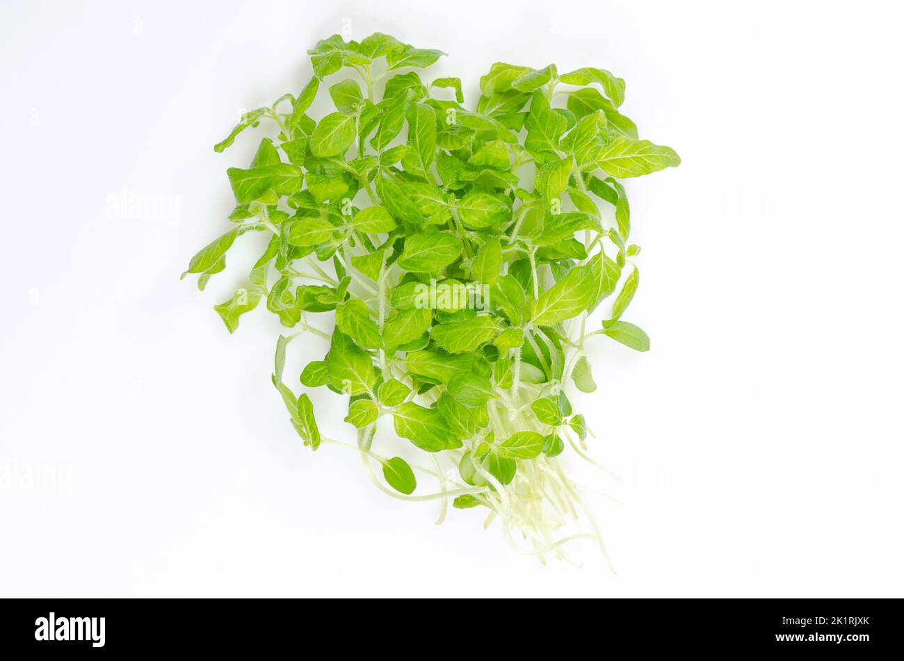 Haufen Sesammikrops auf weißem Hintergrund. Verzehrfertige, frische und grüne Jungpflanzen von Sesamum, auch bekannt als Benne. Stockfoto