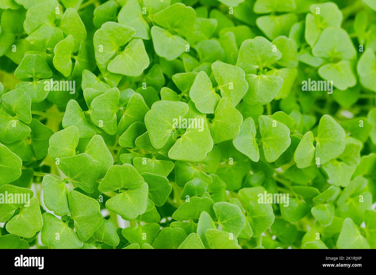 Chia Microgreens, Nahaufnahme von oben. Grüne Triebe und frische Sämlinge von Salvia hispanica, blühende Pflanze aus der Minzfamilie Lamiaceae. Stockfoto