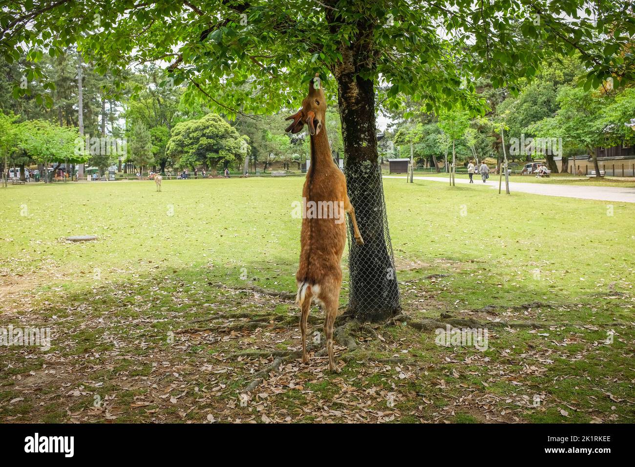 Ein Hirsch in Nara, Japan, der auf seinen Hinterbeinen steht, um Blätter eines Baumes zu fressen. Stockfoto