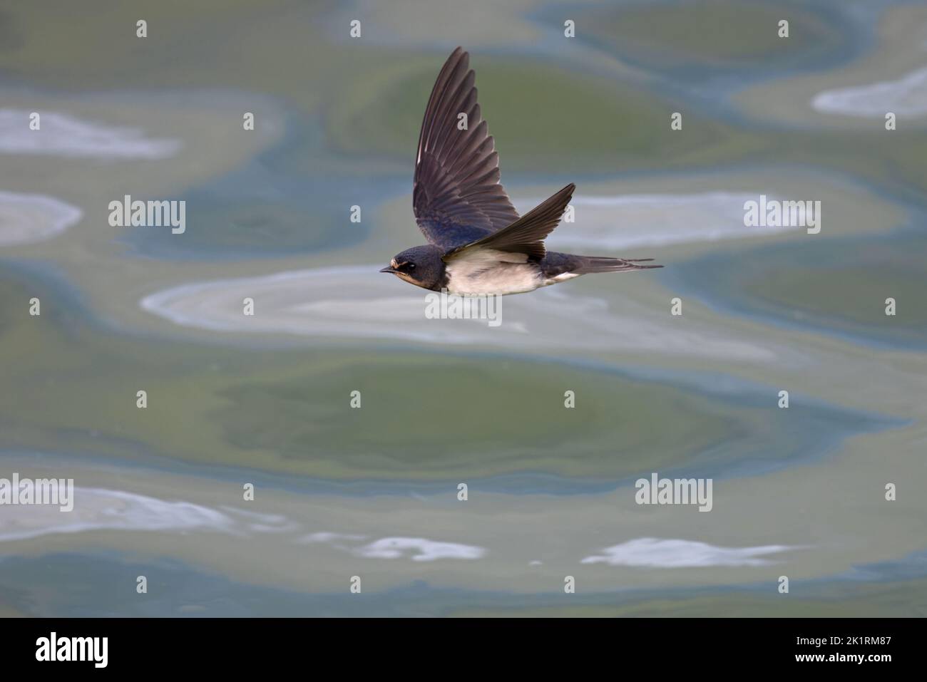 Barn Swallow (Hirundo rustica) Jugendflug Norfolk GB UK September 2022 Stockfoto