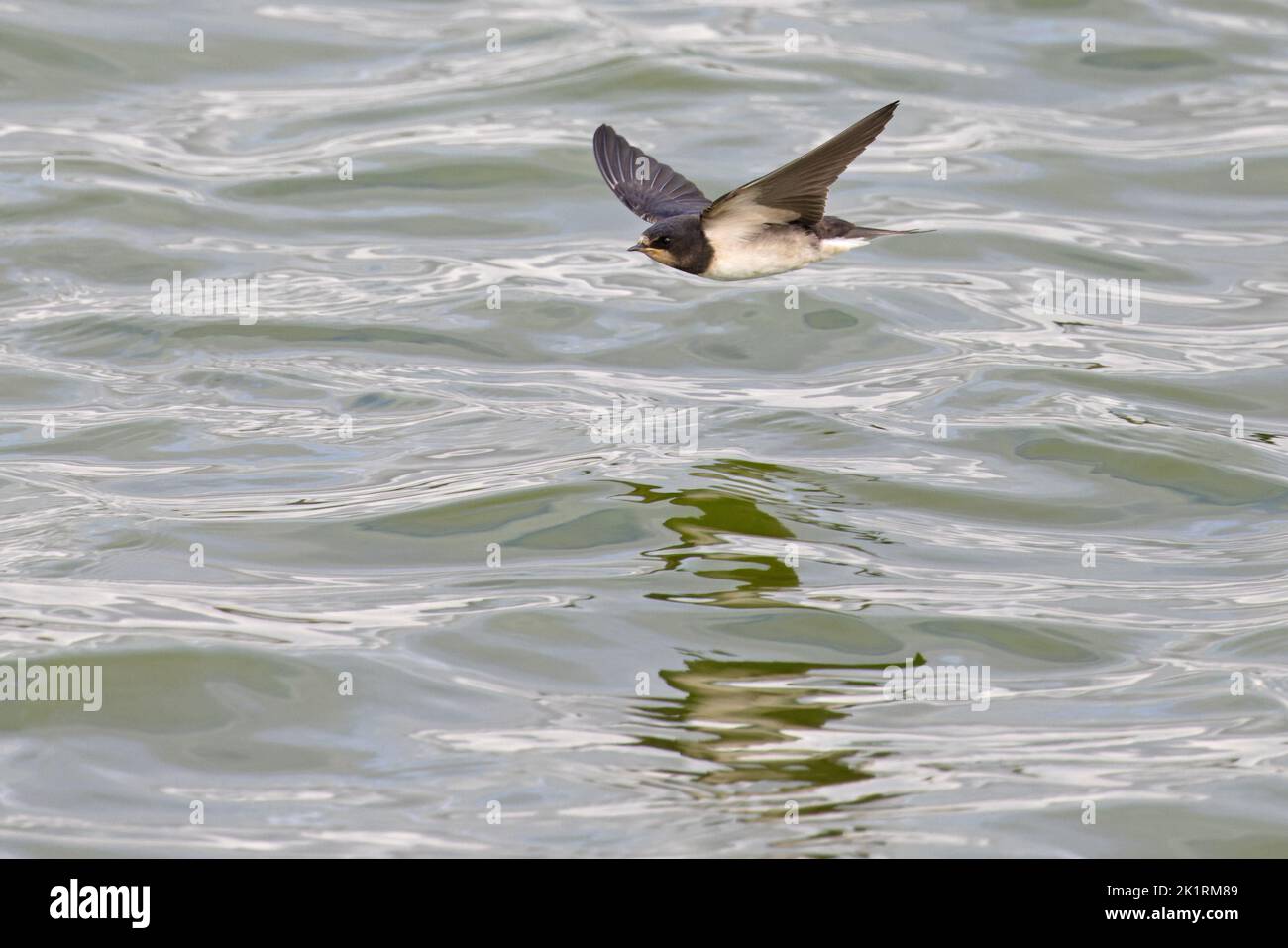 Barn Swallow (Hirundo rustica) Jugendflug Norfolk GB UK September 2022 Stockfoto