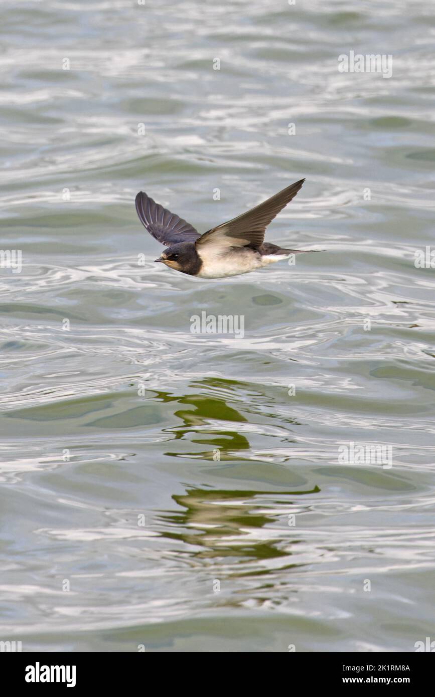 Barn Swallow (Hirundo rustica) Jugendflug Norfolk GB UK September 2022 Stockfoto
