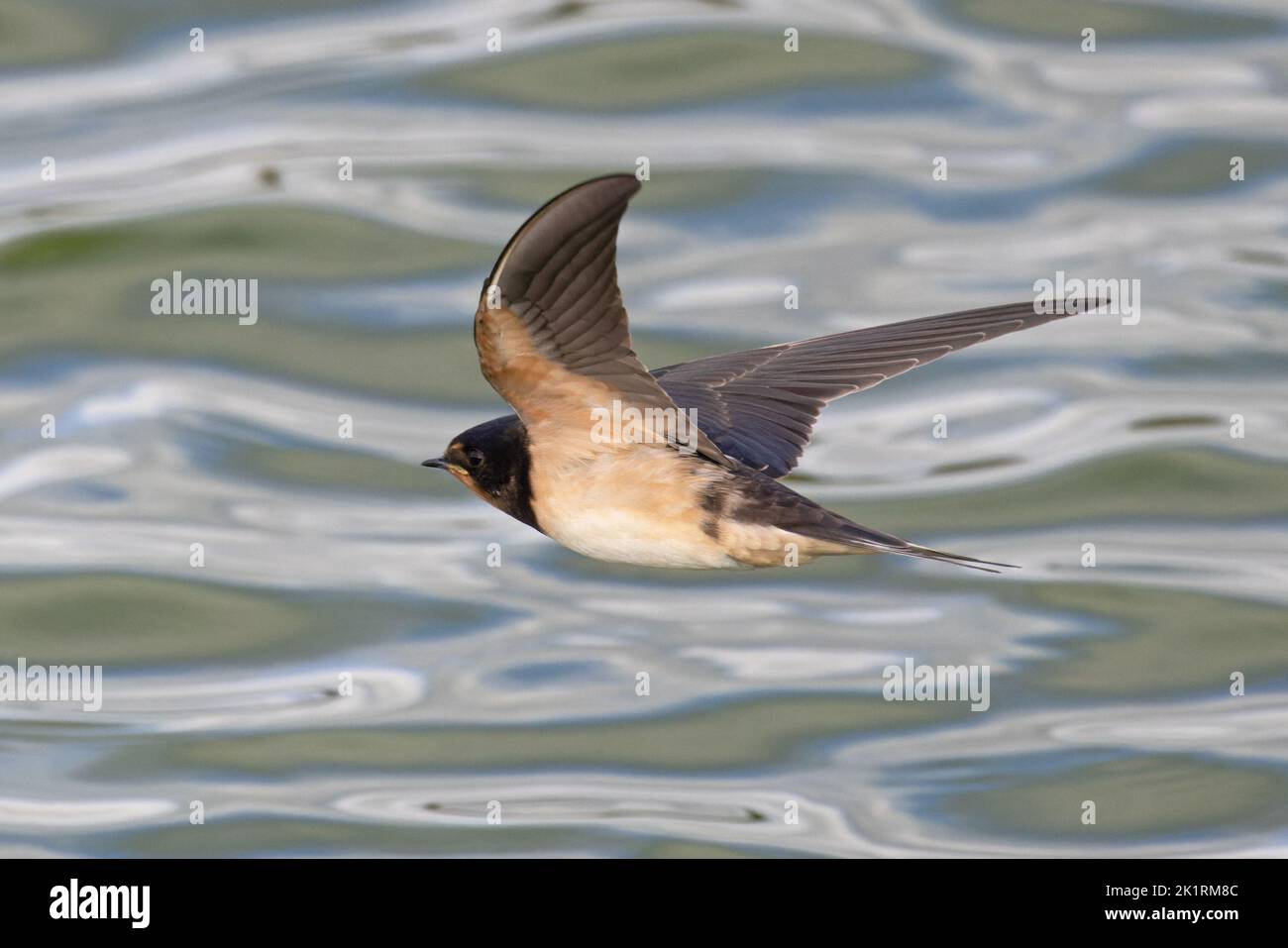 Barn Swallow (Hirundo rustica) Jugendflug Norfolk GB UK September 2022 Stockfoto