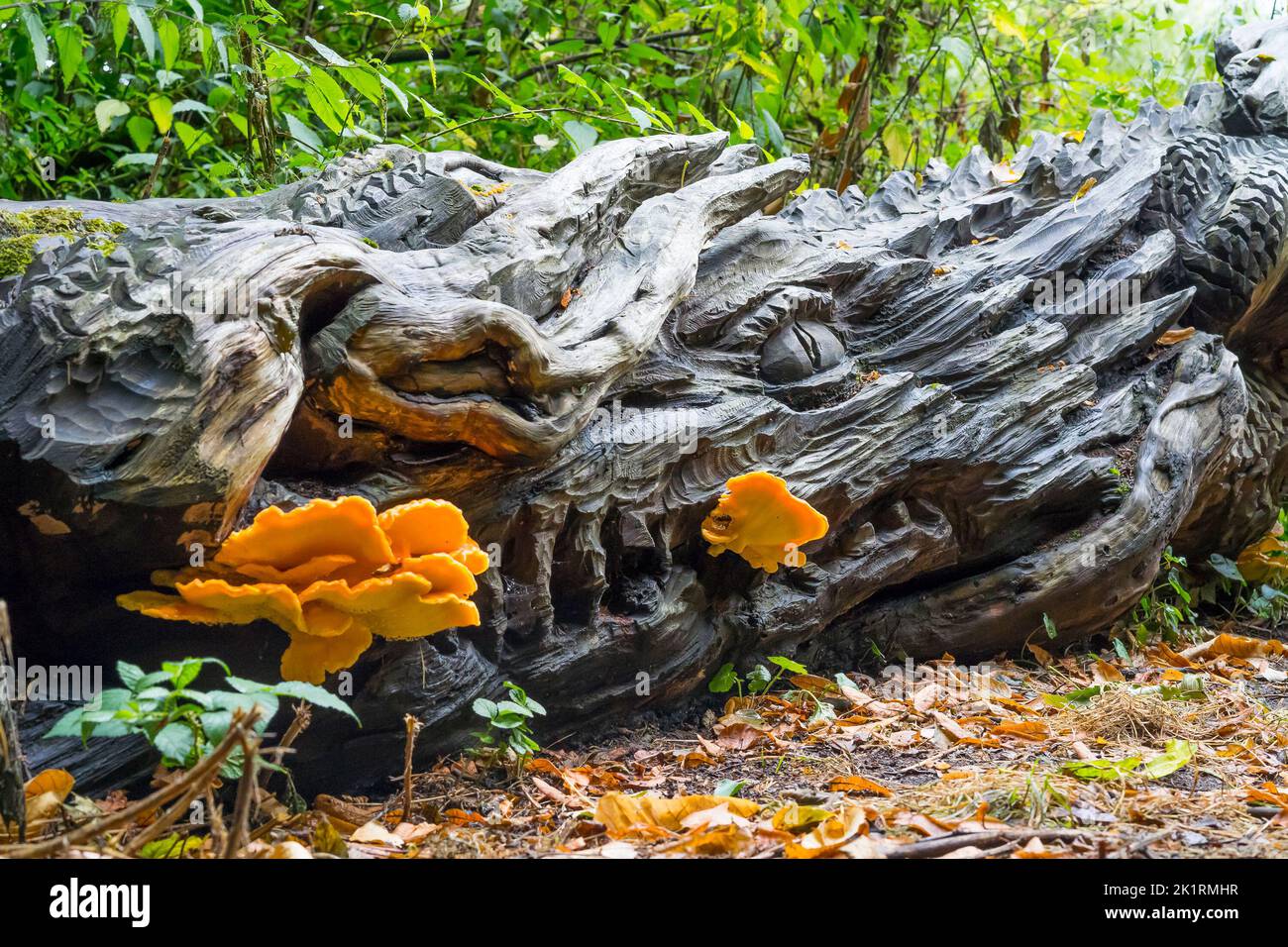 Feuer atmender Drache. Holzdrachenkopf, der mit feuerähnlichen orangen Pilzen aus dem Mund wächst. Stockfoto