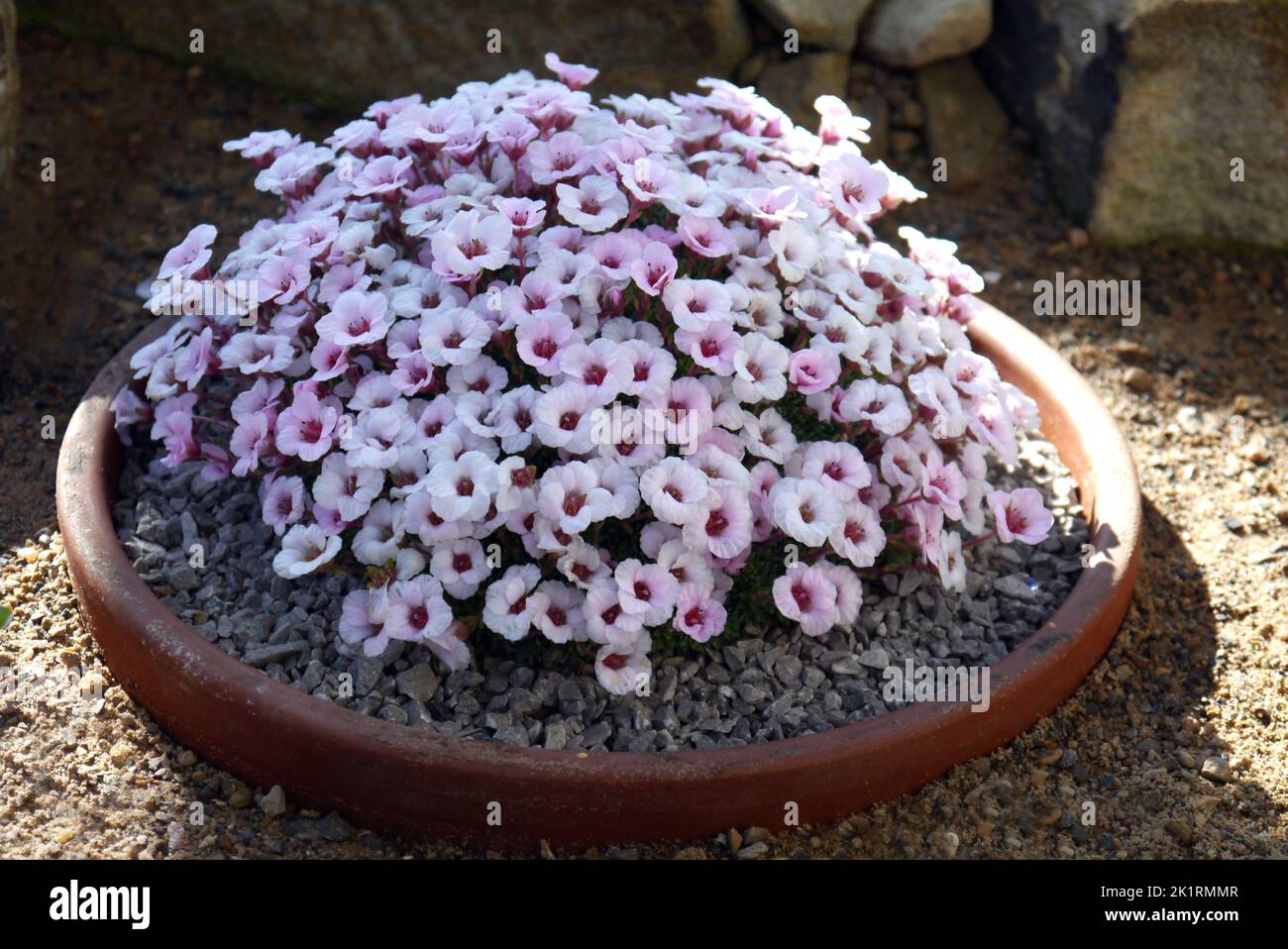 Kleine weiße Saxifraga (Swing Group) 'Mary Golds' Blumen im Alpenhaus im RHS Garden Harlow Carr, Harrogate, Yorkshire, England, Großbritannien. Stockfoto