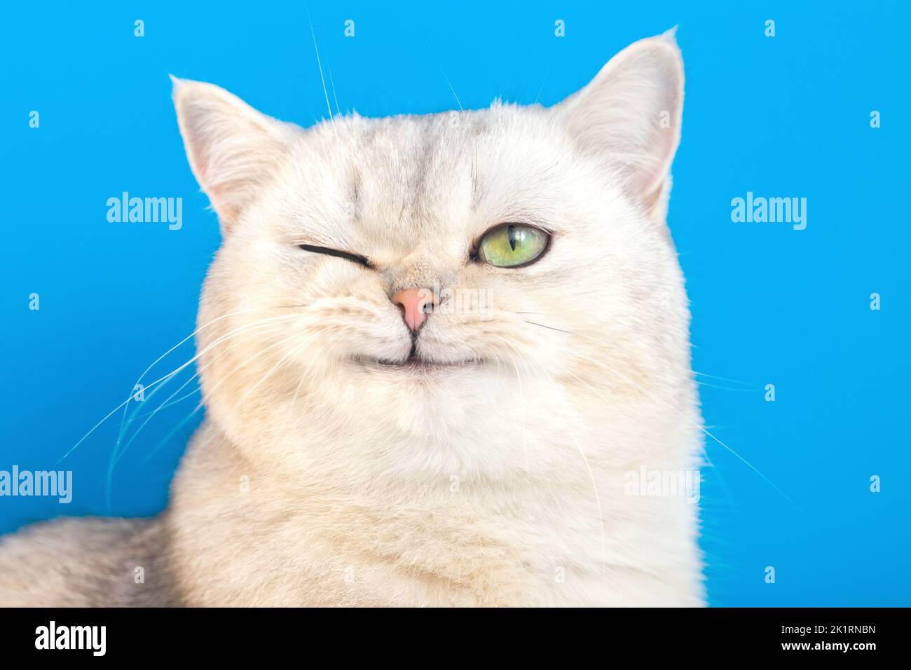 Lustiges Porträt einer lustigen weißen flauschigen reinrassigen winkenden Katze auf blauem Hintergrund Stockfoto