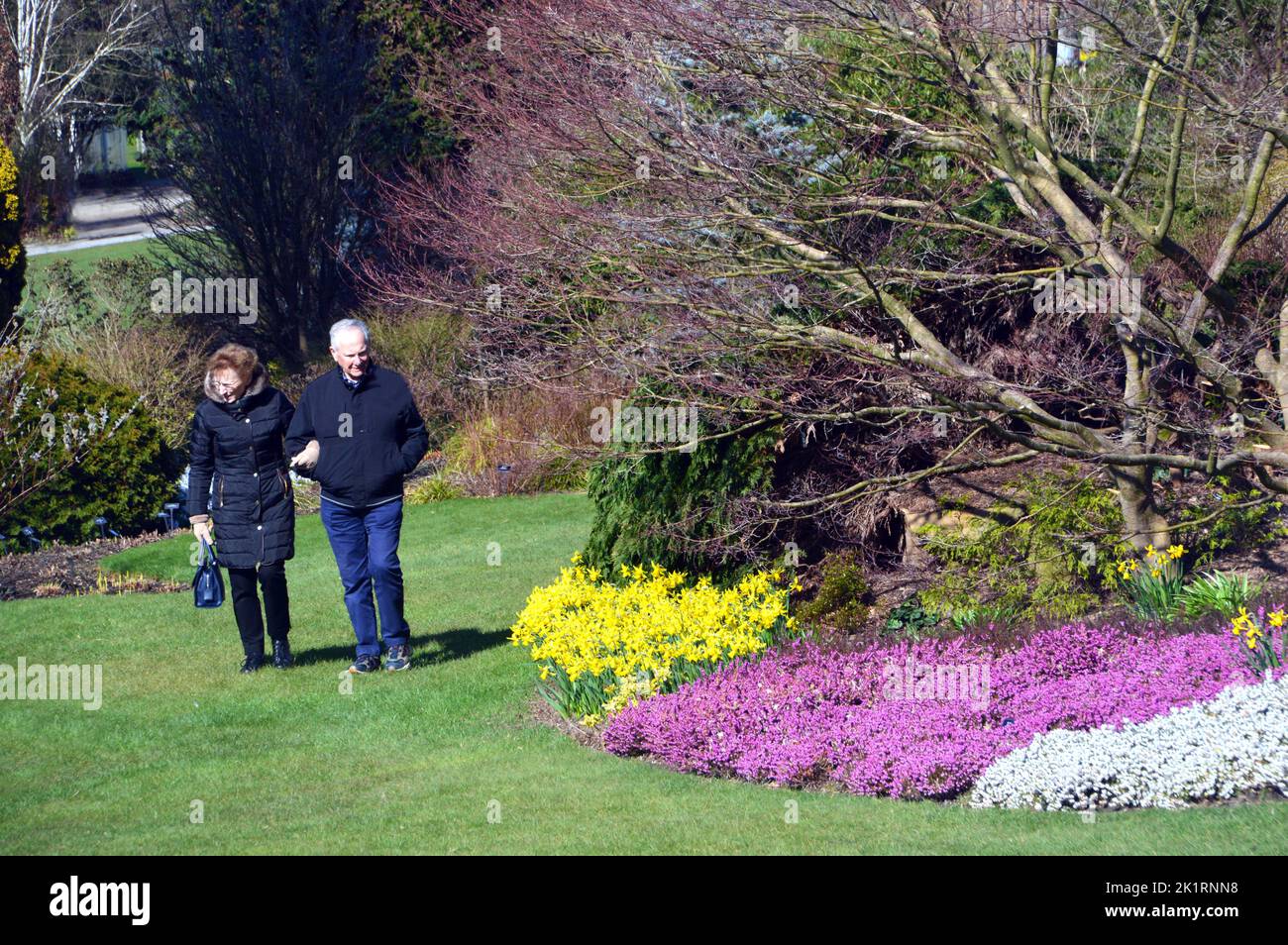 Älteres Paar, das auf Gras an der Grenze von Purple Heather und Trauben von Yellow Daffodils im RHS Harlow Carr, Harrogate, Yorkshire, England, Großbritannien, läuft. Stockfoto