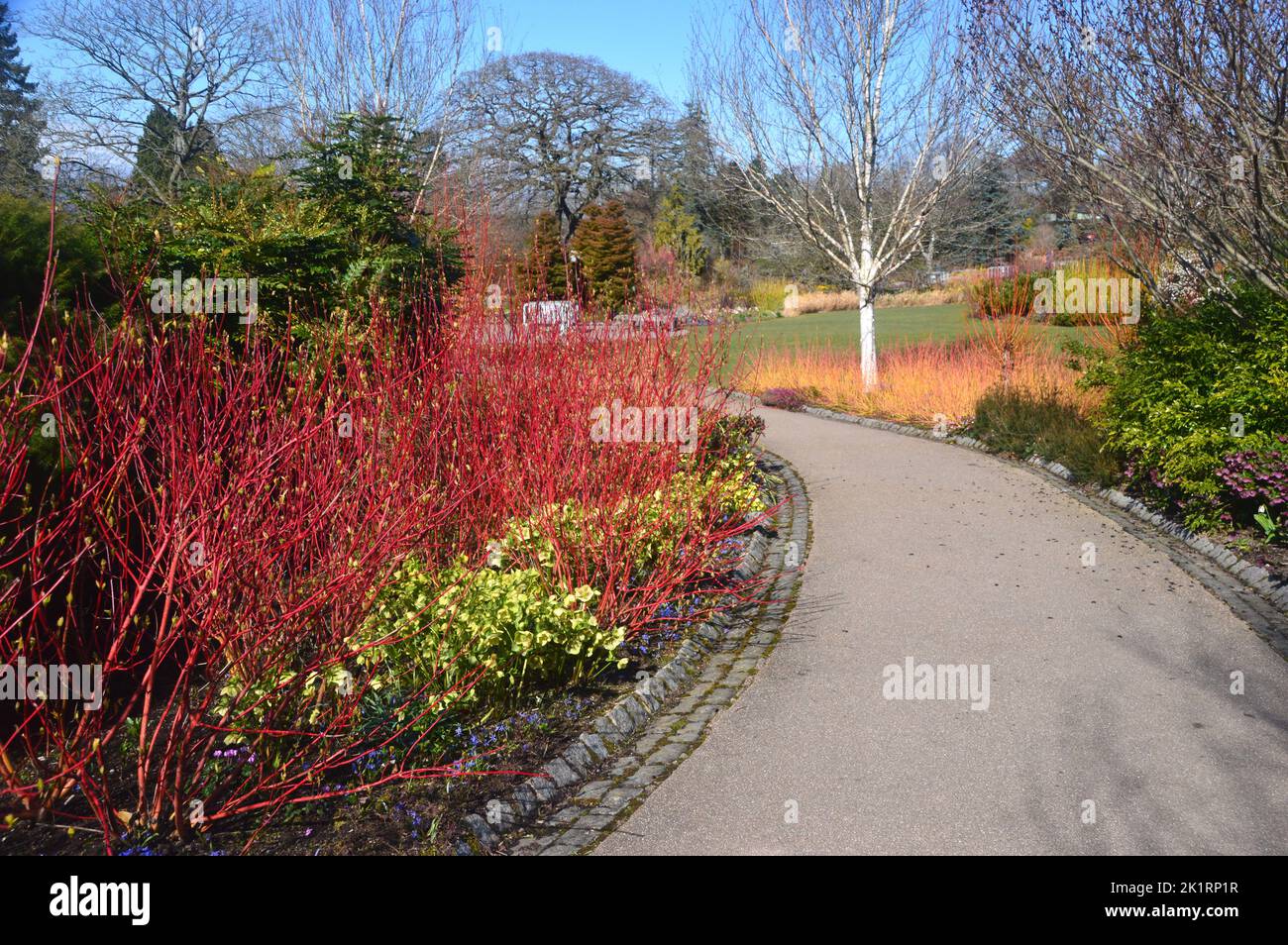 Grüner Choisya ternata 'Sundance' & roter Cornus Alba 'Sibirica' (sibirischer Dogwood) angrenzender Pfad an der RHS Harlow Carr, Harrogate, Yorkshire, England, Großbritannien. Stockfoto