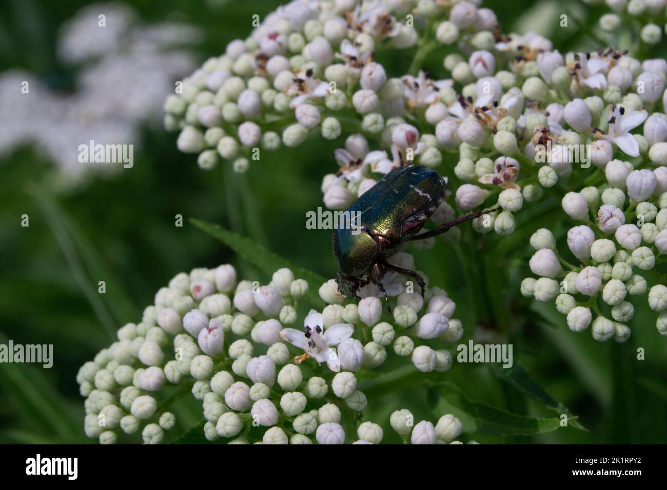 Eine Nahaufnahme von Cetonia aurata, dem Rosenschäfer auf Blumen. Stockfoto