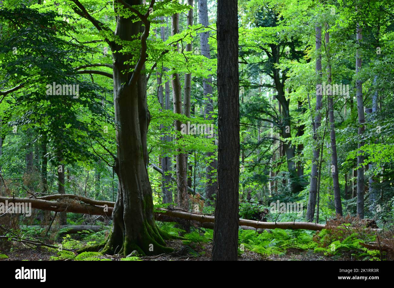 Den Wood, zwischen Kulten und dem Hazlehead Park in Aberdeen, einem der wenigen Reste halbnatürlicher Laubwälder im Nordosten Schottlands Stockfoto