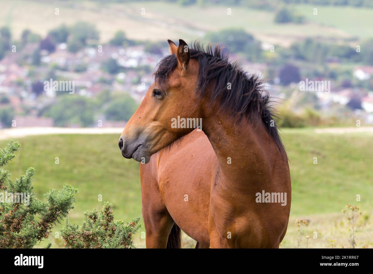 Wildes Newforest Pony am Cissbury Ring southdowns findon UK, eingeführt zum Beweiden und Roden von brauner dunkler Mähne, die weit entfernte Häuser hinter sich zeigt Stockfoto