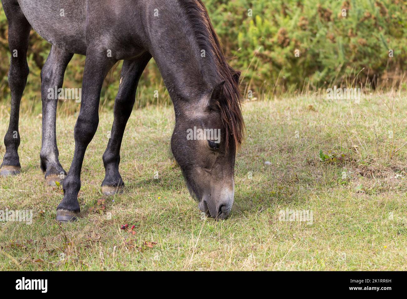 Wildes Newforest Pony grast am Cissbury Ring southdowns findon UK, eingeführt für die Beweidung und Rodung von Peeling, dunkelgrauer Fellmähne und Schwanz Stockfoto