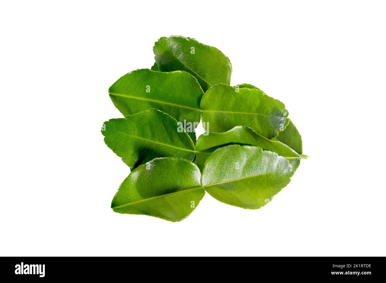 Bio Bergamotte Kaffir Limette Blätter Kraut frische Zutat, isoliert auf weißem Hintergrund, Flat Lay Stockfoto