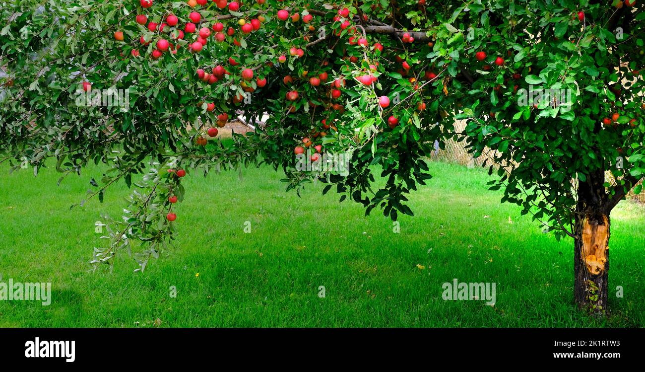 Apfelbaum im grünen Gras im Herbst Herbst mit vielen reifen roten Äpfeln bereit zur Ernte Stockfoto