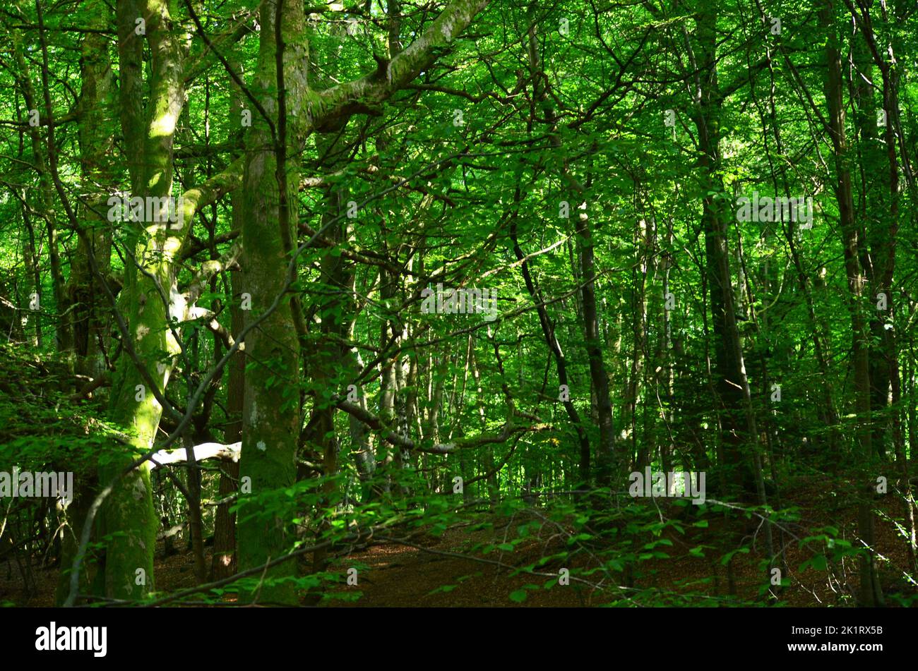 Den Wood, zwischen Kulten und dem Hazlehead Park in Aberdeen, einem der wenigen Reste halbnatürlicher Laubwälder im Nordosten Schottlands Stockfoto