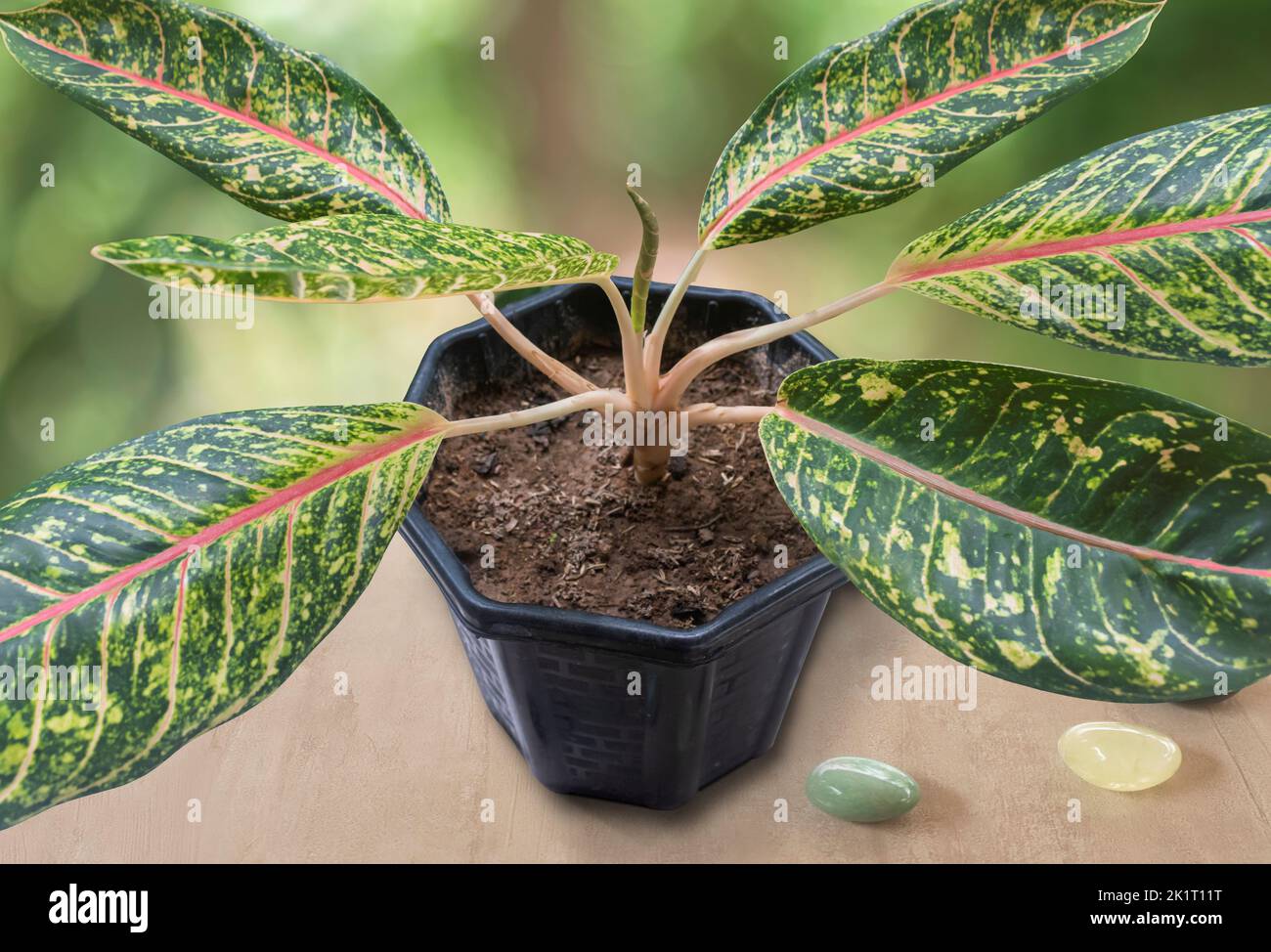 Aglaonema dona carmen zierpflanze Fotos und Bildmaterial in hoher
