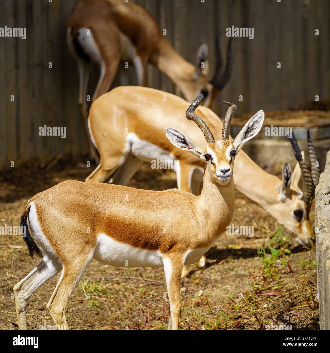 Mehrere Gazellen fressen Gras und ein anderer schaut aufmerksam auf die Kamera. Stockfoto