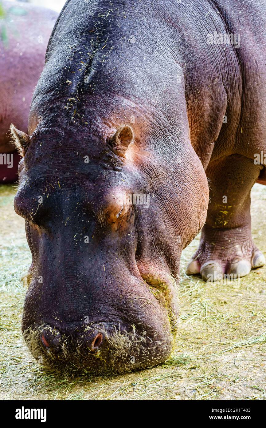 Hypopotamo, der in einer Nahaufnahme der Kamera Gras leise aus dem Wasser frisst. Stockfoto