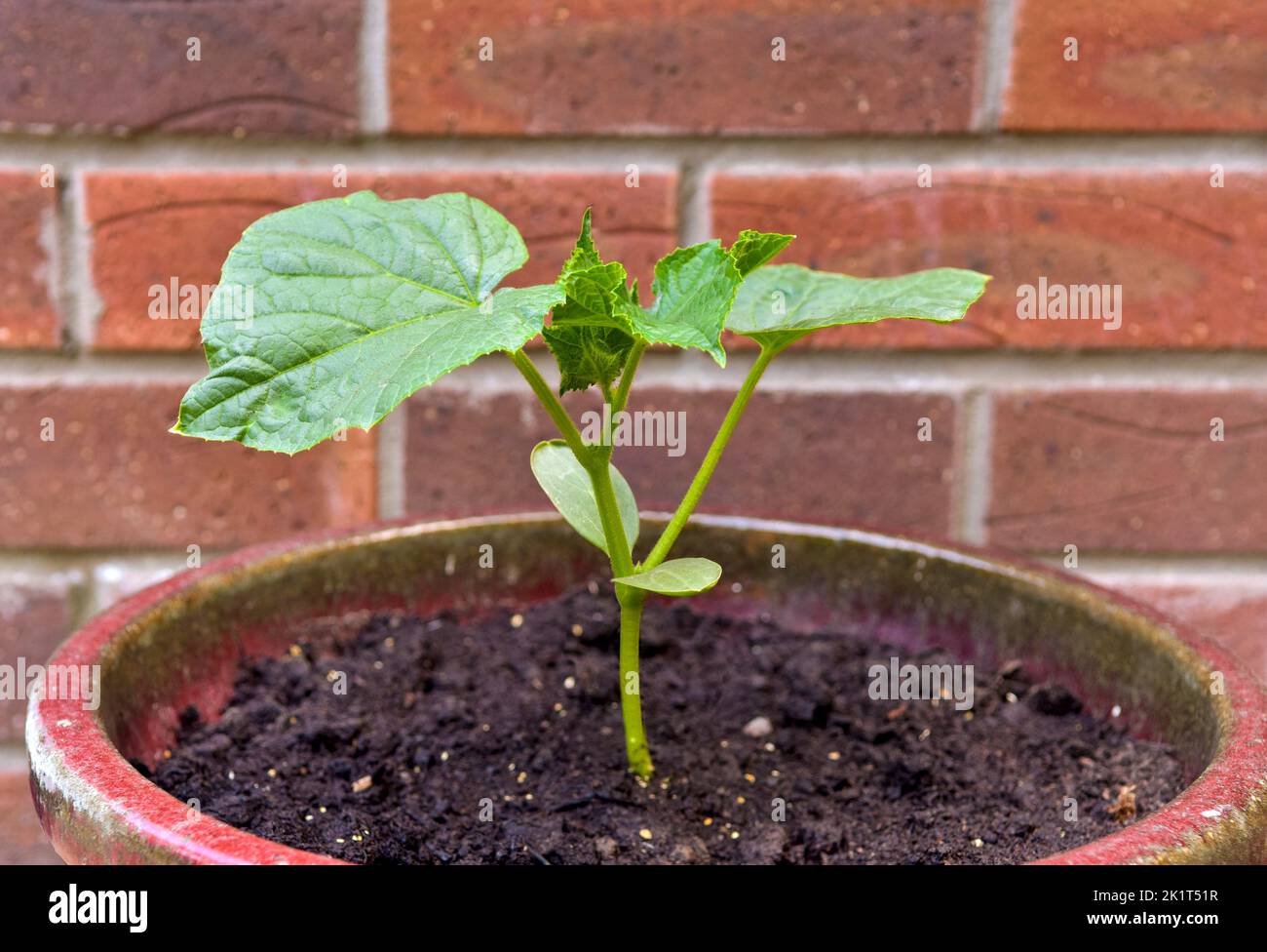 Nahaufnahme der Babygurkenpflanze, Sorte Delistar F1. Bio-Gurkensämling im Keramiktopf. Stockfoto