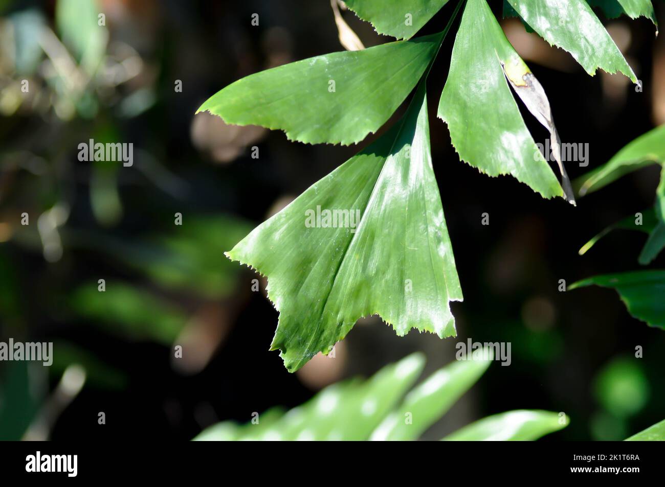 Caryota urens, Palmae oder ARECACEAE oder Caryota mitis Lour oder Fishtail Palm oder Wart Fishtail Palm Pflanze Stockfoto