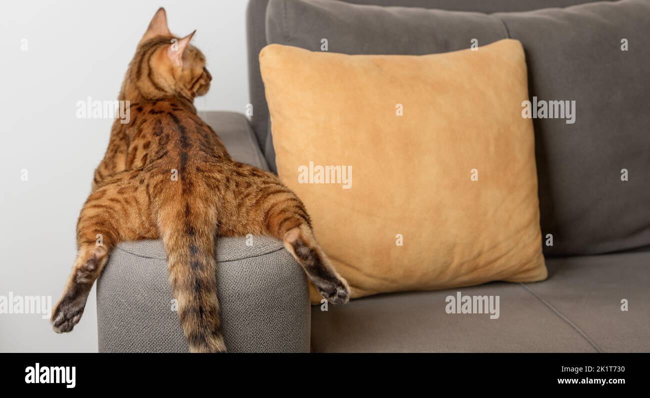 Eine gelangweilte Bengalkatze liegt und ruht auf dem Sofa. Rückansicht. Stockfoto
