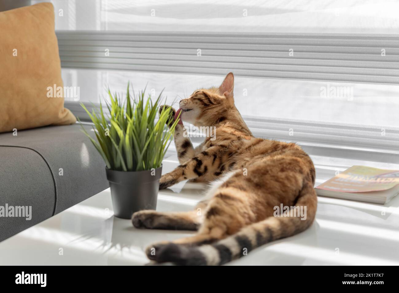 Rote Katze auf einem Couchtisch am Fenster. Wohnzimmer innen. Stockfoto