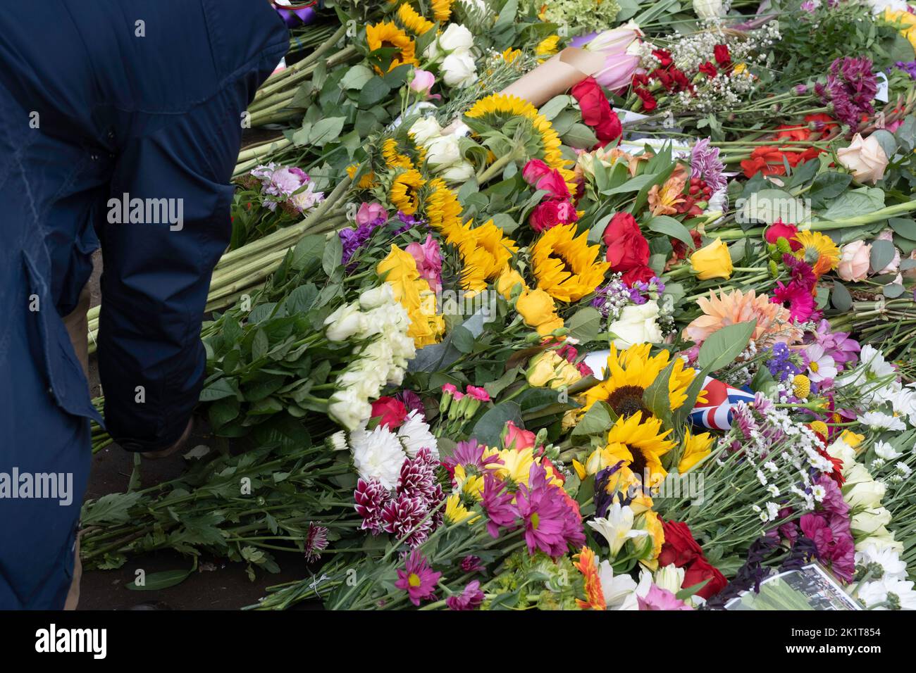 Eine Frauenhand legt Blumen an die Tore von Windsor Castle in Gedenken an Königin Elizabeth II. Nach ihrem Tod am 8. September 2022 Stockfoto