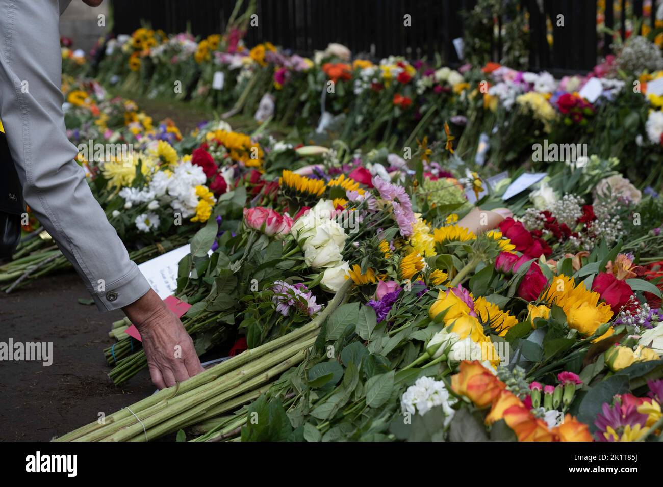 Eine Frauenhand legt Blumen an die Tore von Windsor Castle in Gedenken an Königin Elizabeth II. Nach ihrem Tod am 8. September 2022 Stockfoto