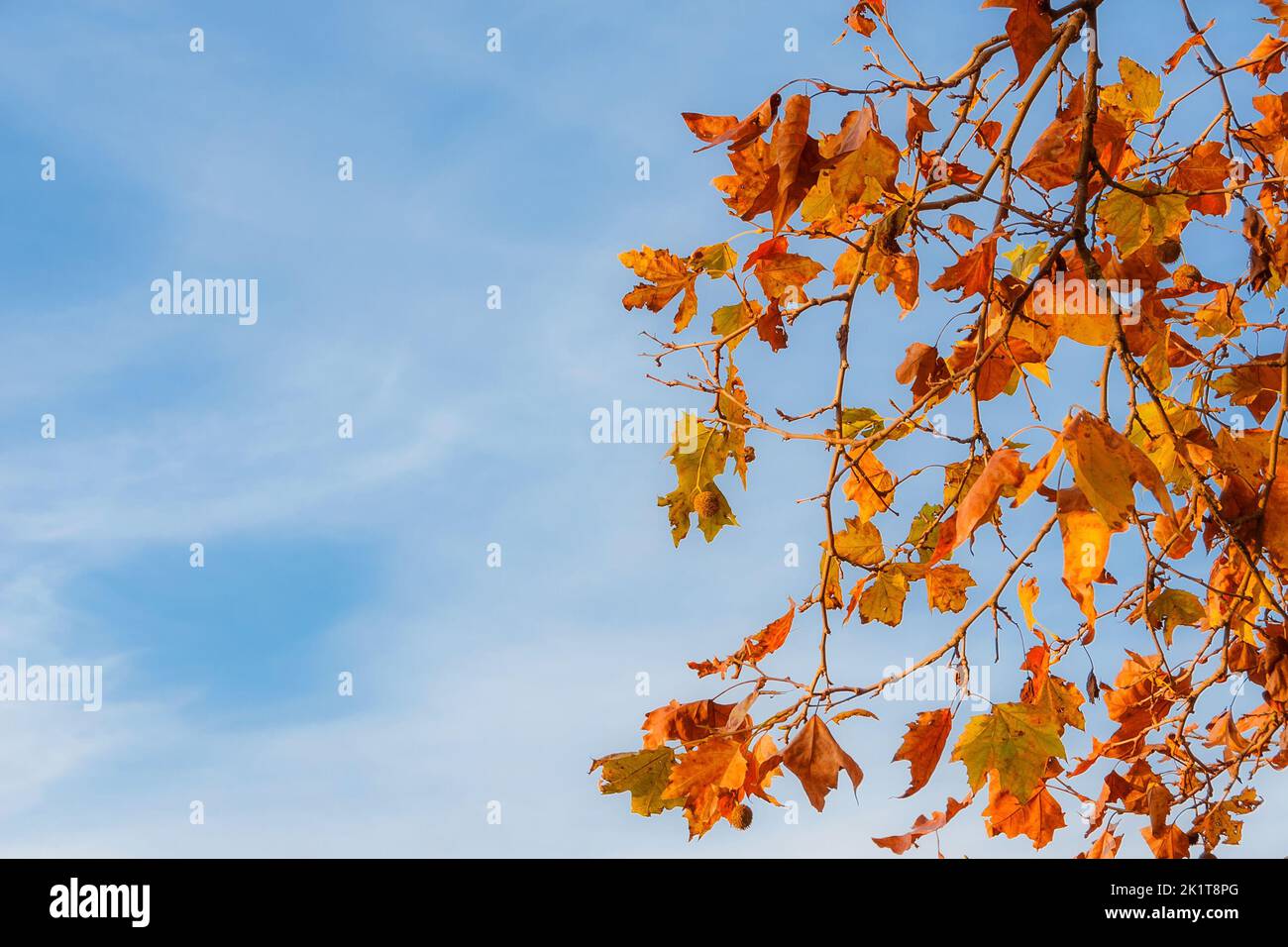Herbstlicher und belaubter Hintergrund. Der Herbst kommt und die Blätter der Platanen werden von grün zu braun (mit Platz für Kopien) Stockfoto