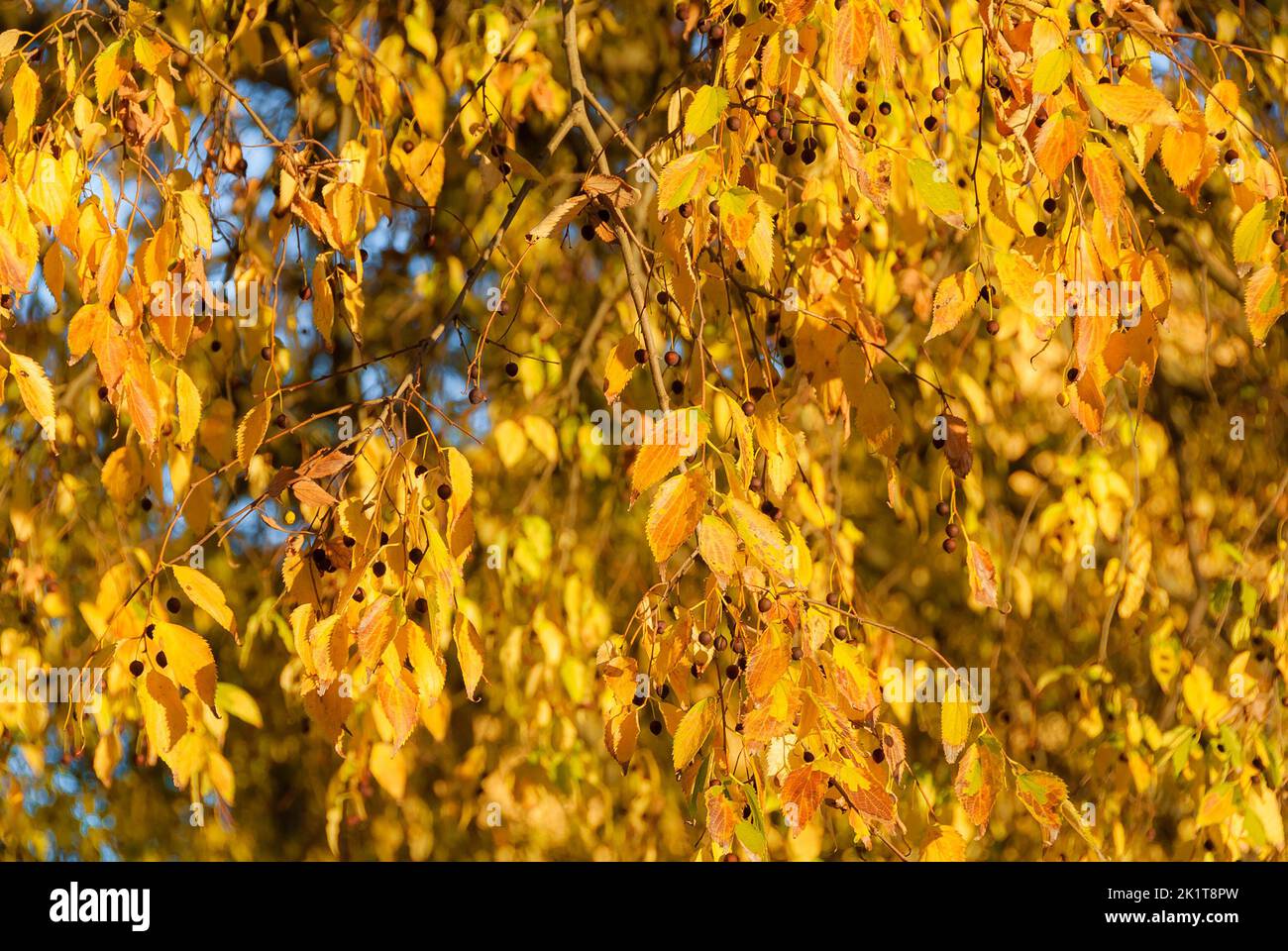 Herbstliche goldene Blätter und Laub als Hintergrund Stockfoto