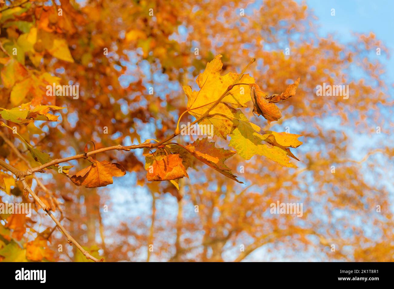 Herbstlicher und belaubter Hintergrund. Der Herbst kommt und die Blätter der Platanen werden von grün zu braun Stockfoto